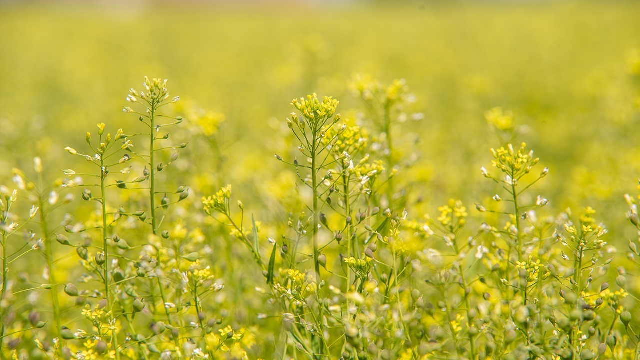 Camelina sativa stock