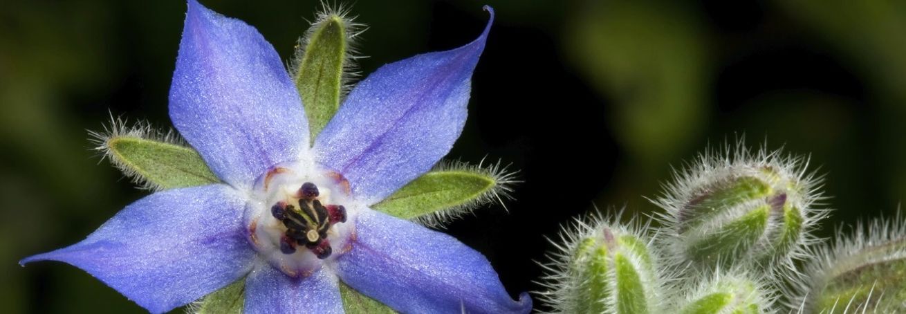 borage