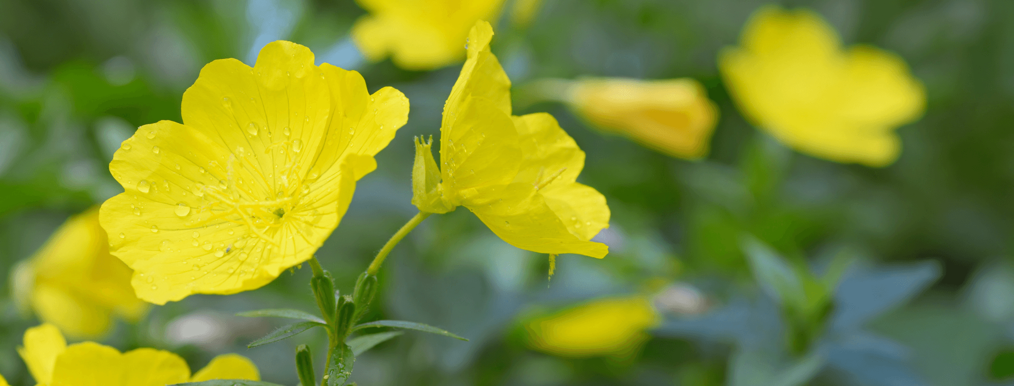 evening primrose 