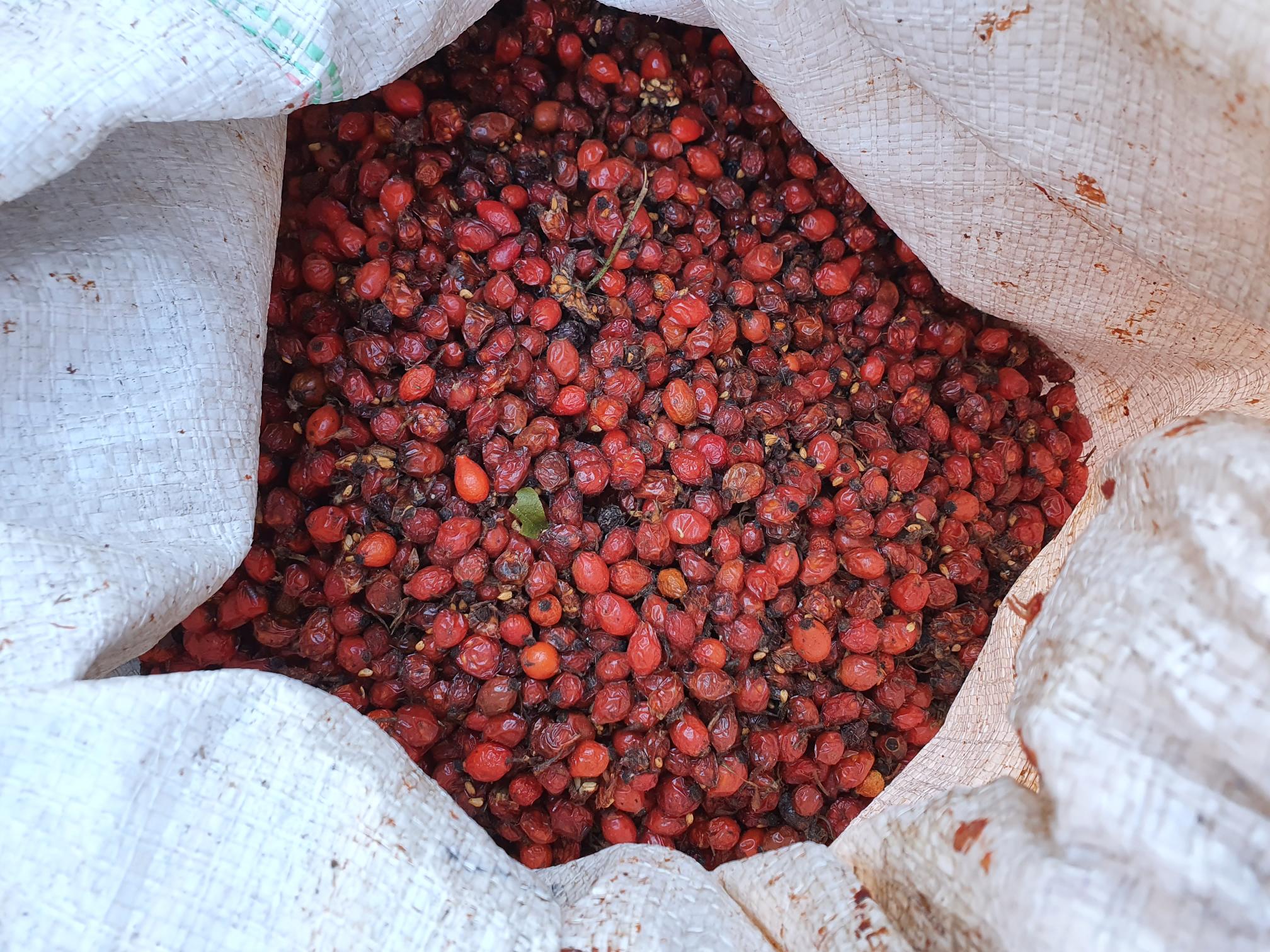 rechts omgedraaid rosehip zak