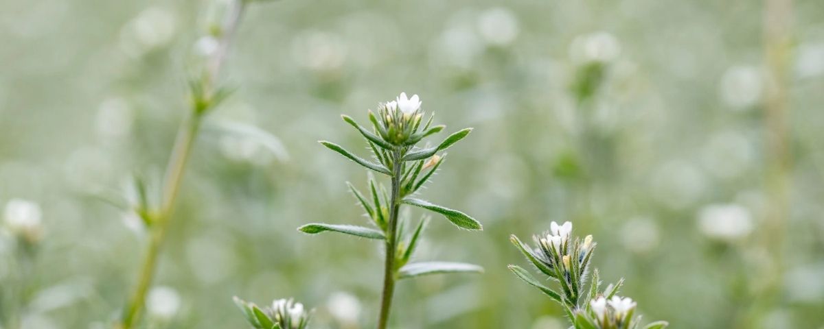 Star Arvensis Oil™